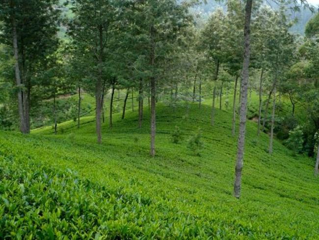 čajová plantáž Srí Lanka