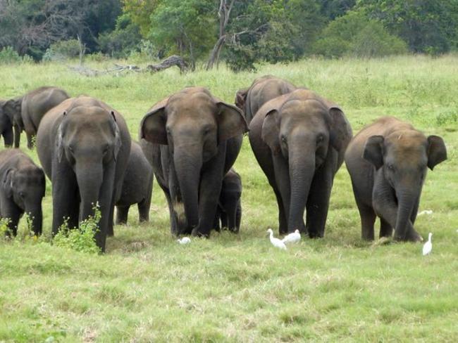 sloni Srí Lanka