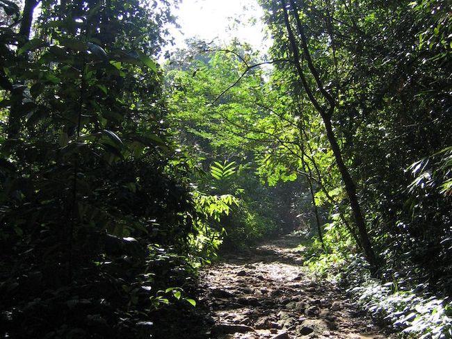 Deštný prales Sinharádža