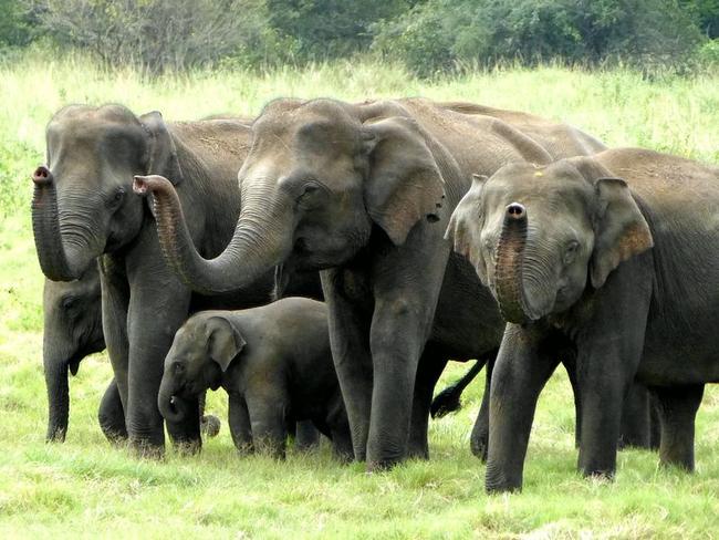 Národní park Minneriya, Srí Lanka