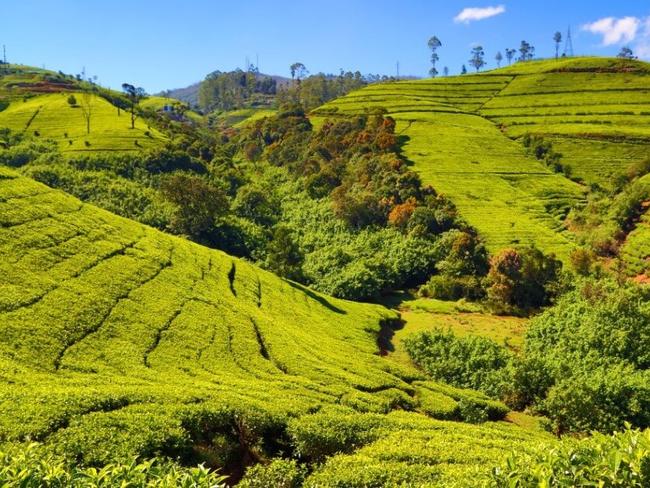 Srí Lanka - čajové plantáže