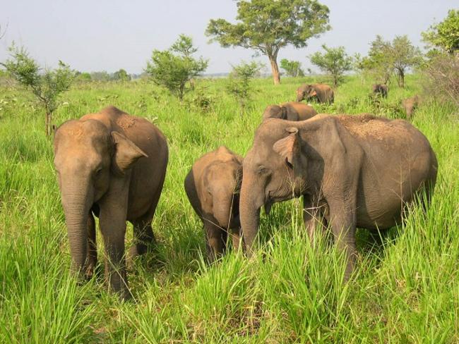 sloní safari