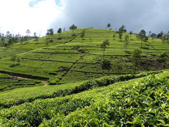 čajové plantáže u Haputale