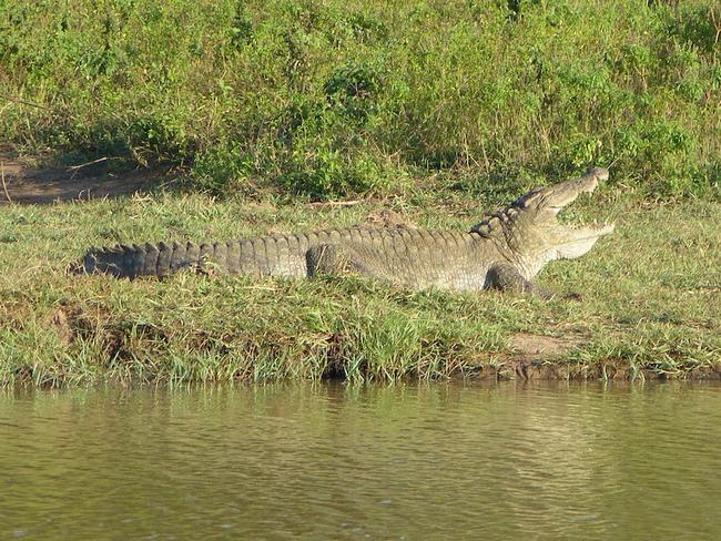 krokodýl v Národním parku Uda Walawe