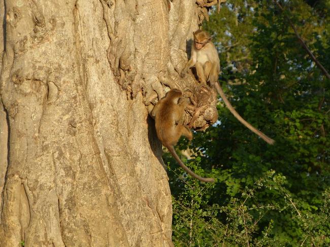 opice v Národním parku Uda Walawe