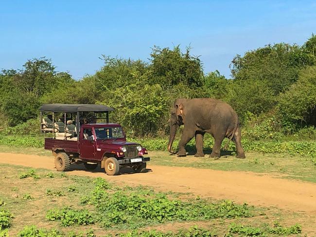 sloní safari Uda Walawe