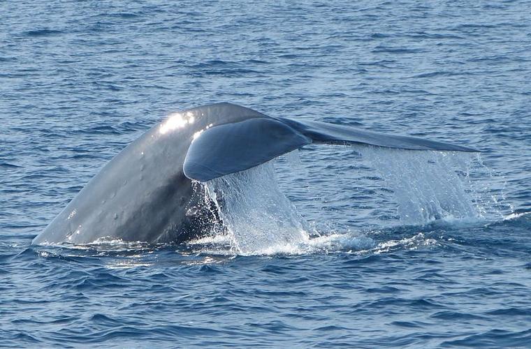Plavba za modrými velrybami 