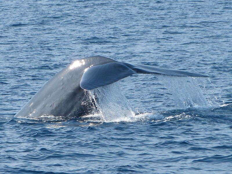 Plavba za modrými velrybami 